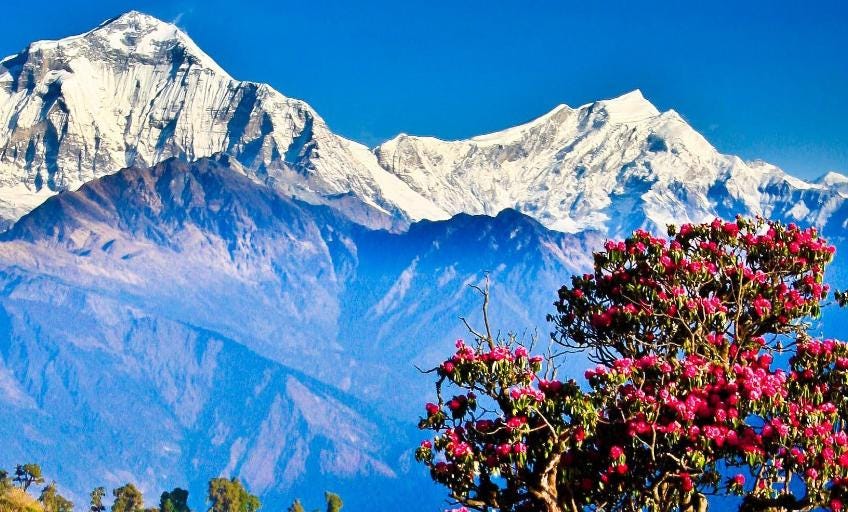 Ghorepani Poonhill Trekking, Poon Hill Trek | by TripLocator | Medium