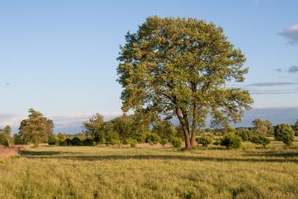 Understanding Pioneer Species: Nature's First RespondersAlder Trees | by  Biology Eye | Medium