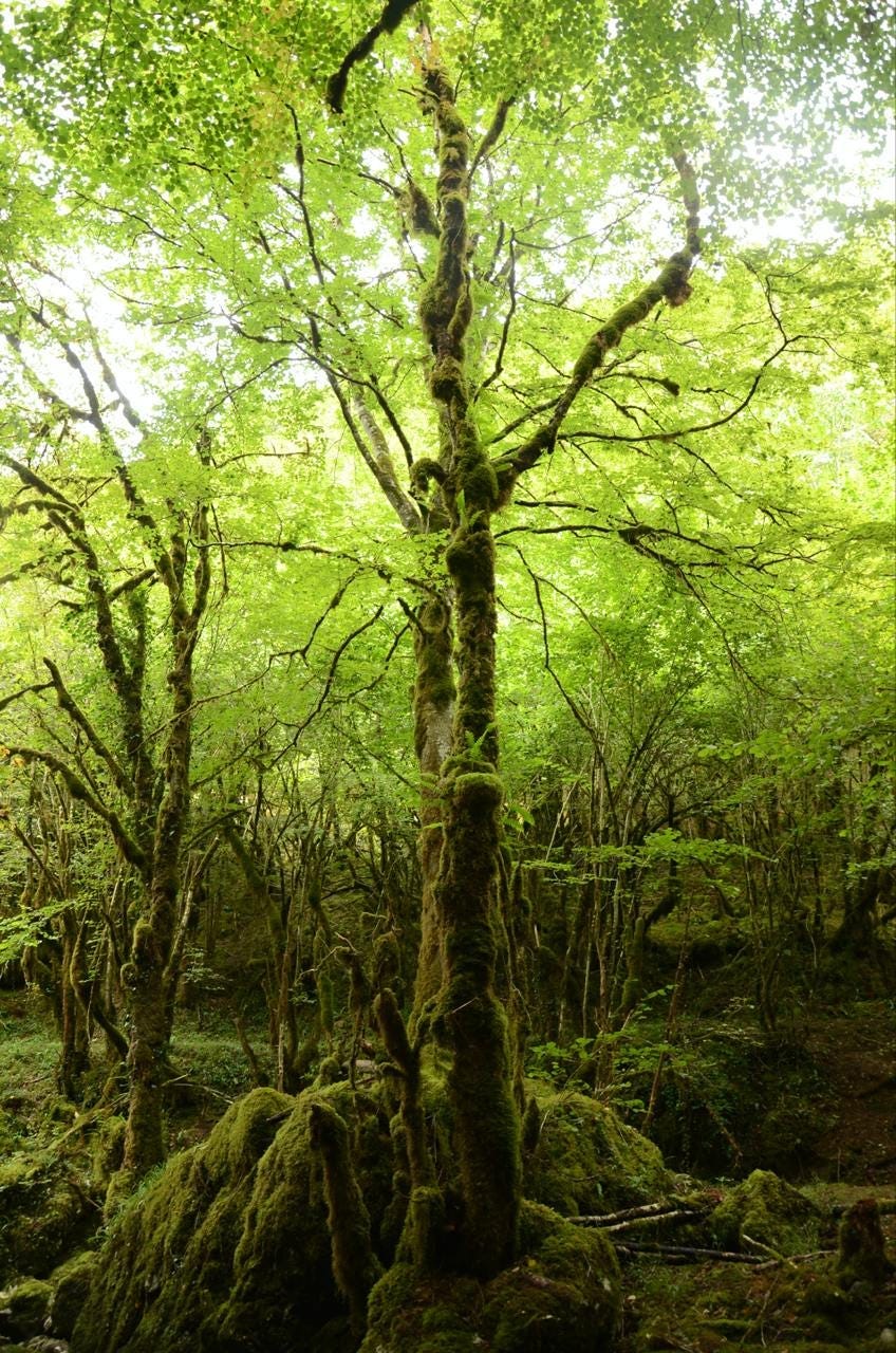 The layered vegetation is reminiscent of a jungle of ferns and mosses.