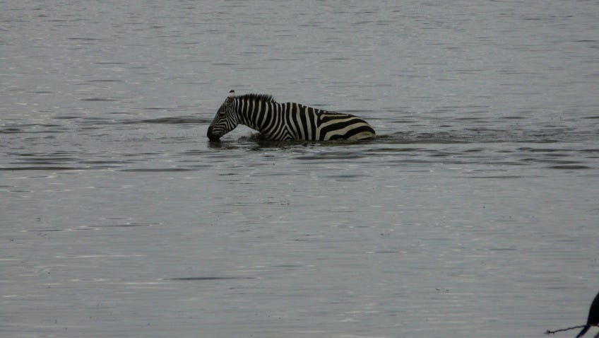 Can Zebras Swim? (The Truth). This question has been the subject of