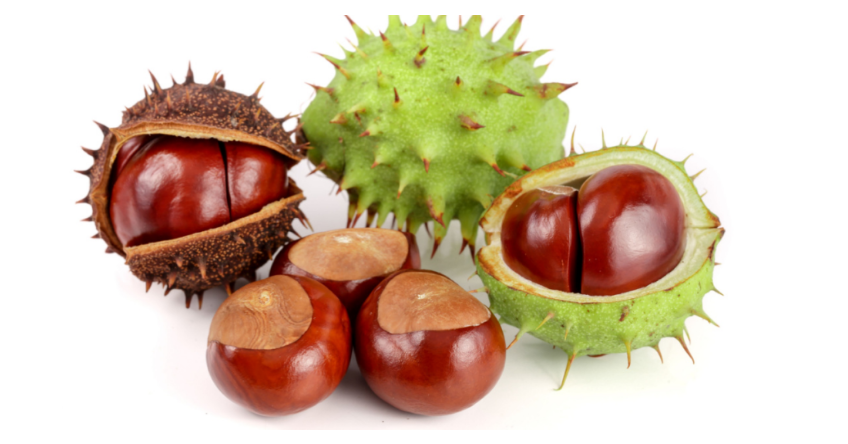 7 Advantages of Extract from Horse Chestnut (+ Application Tips)