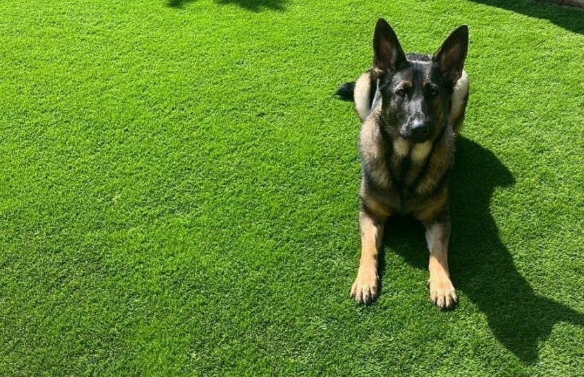 How to Clean Fake Grass from Dog Urine — Ace Landscapes Inc fallcleanupcalgary Medium
