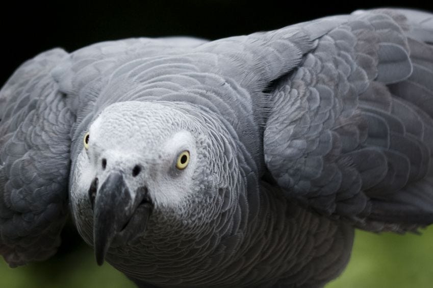 How do I tame an older vicious African grey?, by Mitch Rezman