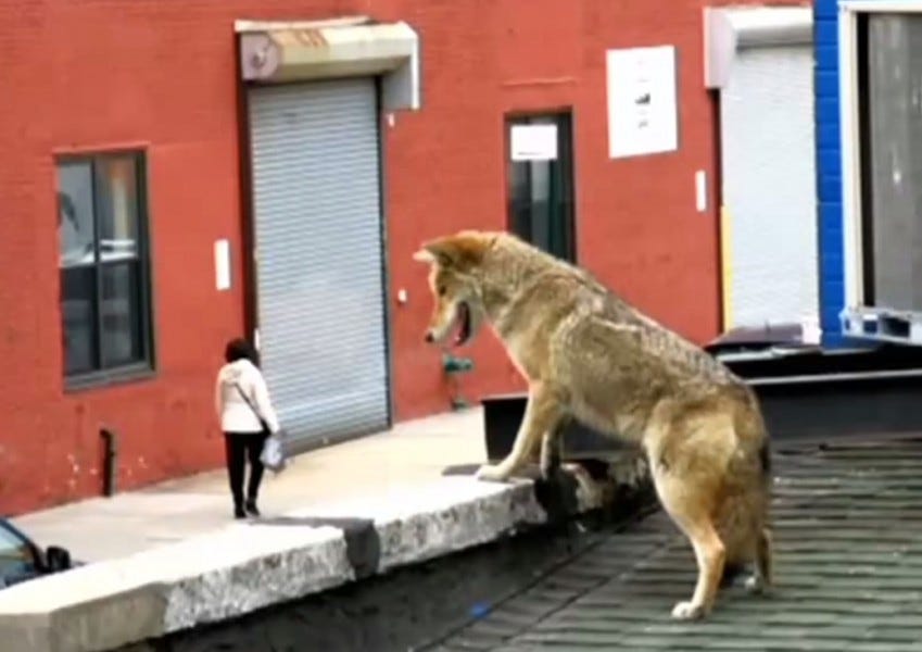 Coyotes Join Anti-Fur Protest Outside Canada Goose Store In NYC | by Allan  Ishac | Bullshit.IST