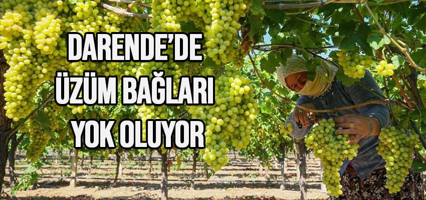 Darende’de Üzüm Bağları Yok Oluyor