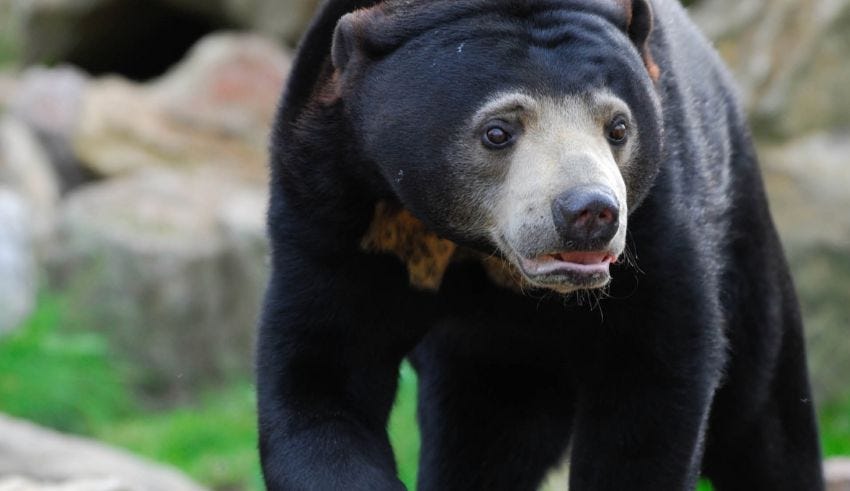 Viral Video of ‘Human-Like’ Bear Boosts Hangzhou Zoo Attendance by 30% ...