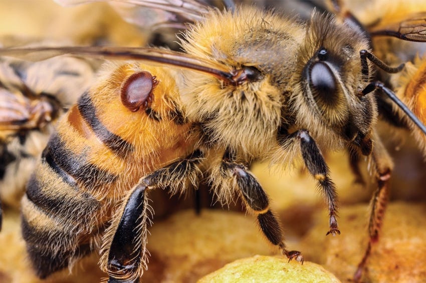 Why honeybees impose hive lockdowns during infections