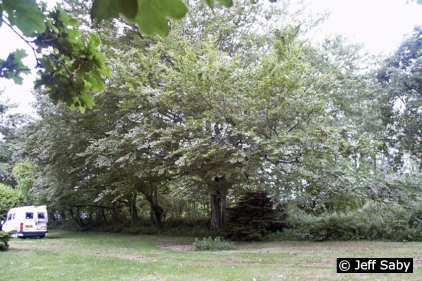 Auprès de mon hêtre…