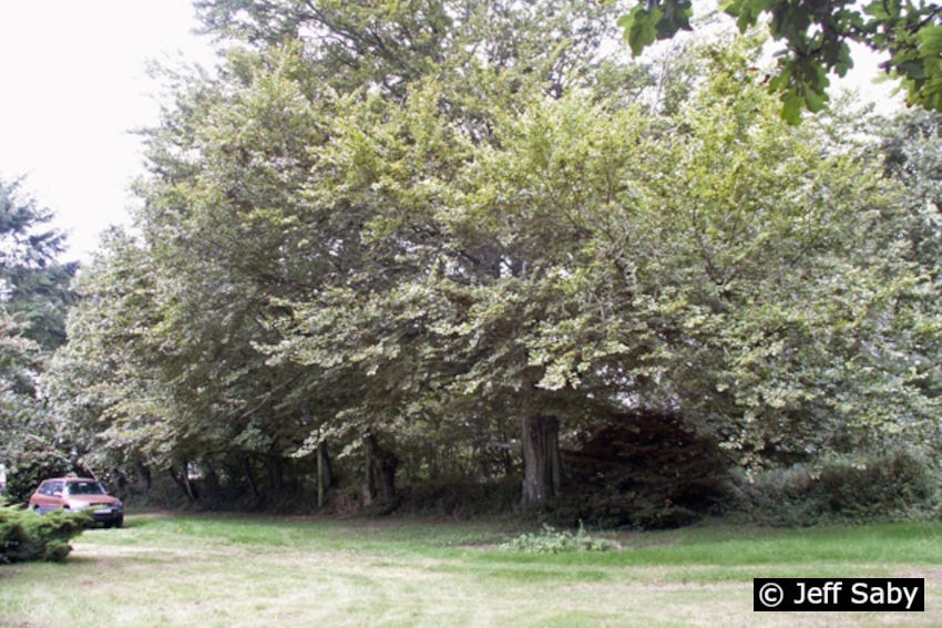 Auprès de mon hêtre…