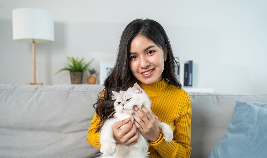 Do Cats Require Wet Food? Best Wet Cat Food Singapore by Sg Pets Medium