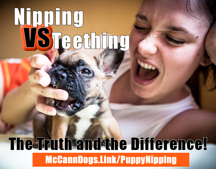 does teething put puppies off their food