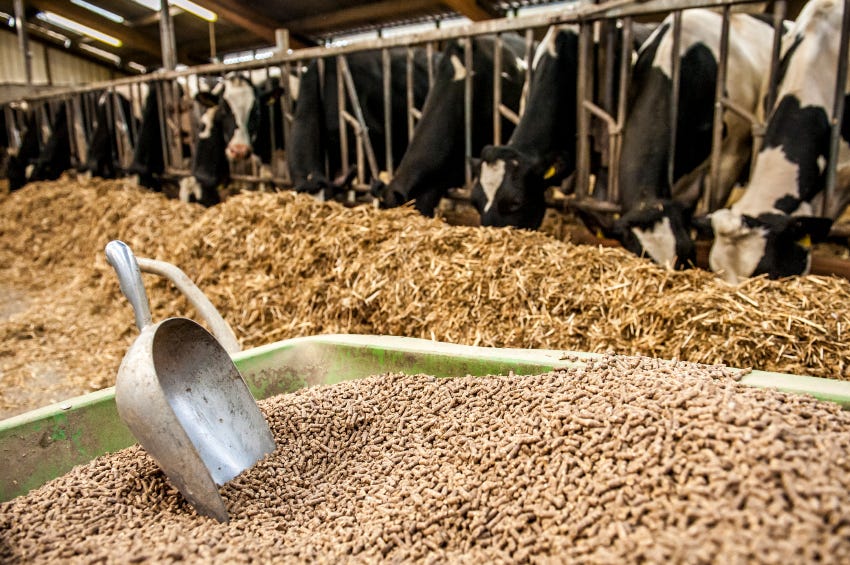 Global Animal Feed Market Size, Share, Growth Analysis, By Form Animal