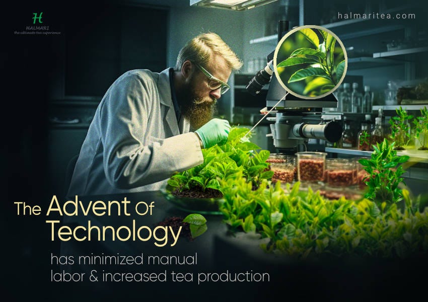 Tea and Technology: How Innovations are Changing Tea Production