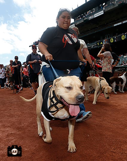 San Francisco Giants Dog Days of Summer - DogTrekker