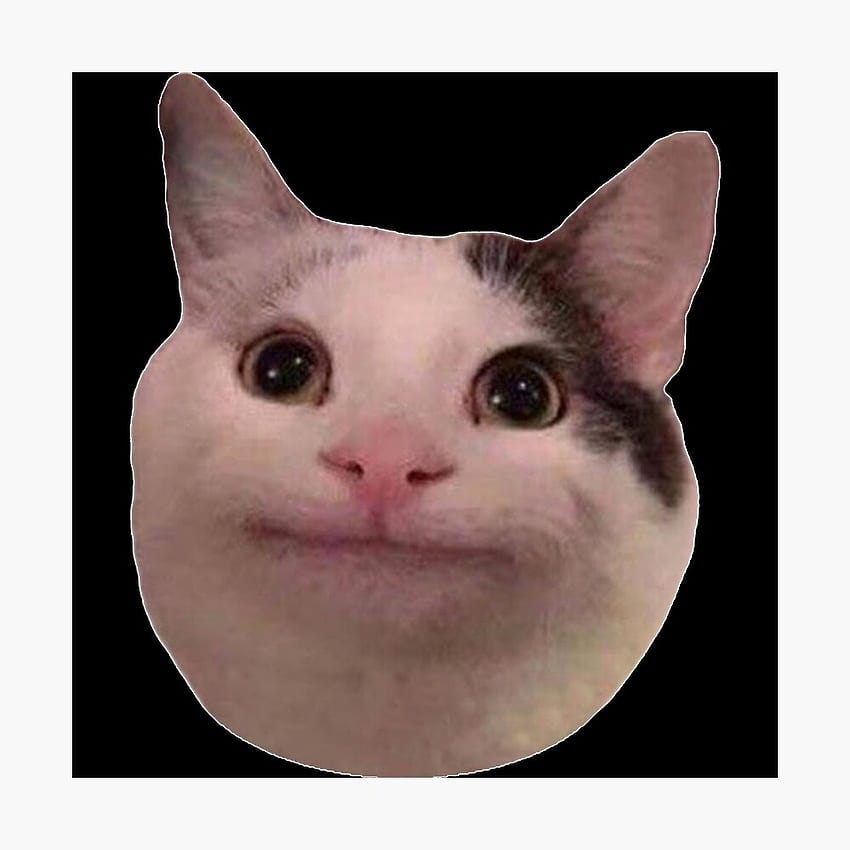 Introducing Beluga Cat The Purrfect Meme Coin on the Ethereum