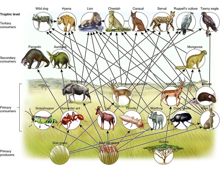 Sahara Desert Food Chain Biology Diagrams