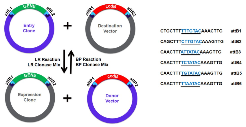Syn Bio — p.9: Plasmid Design — Assembly Methods in Molecular 