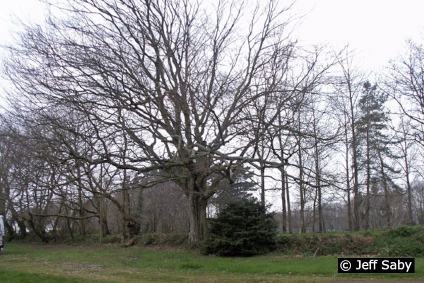 Auprès de mon hêtre…