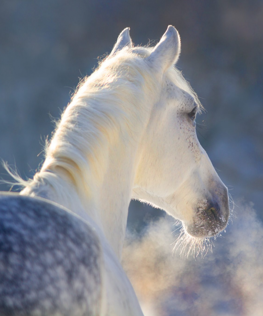 exercising-horses-in-winter-exercising-horses-and-keeping-them-fit