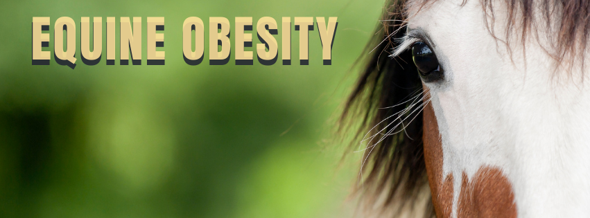 Equine obesity targeted by British horse feed company’s “Spillers Slimmers’ Club” Facebook Group