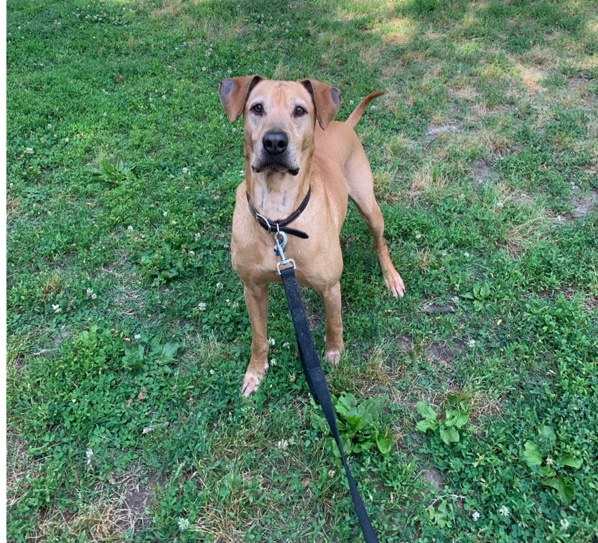 Dating Advice From Your Dog. Take your dog’s advice, and you will be