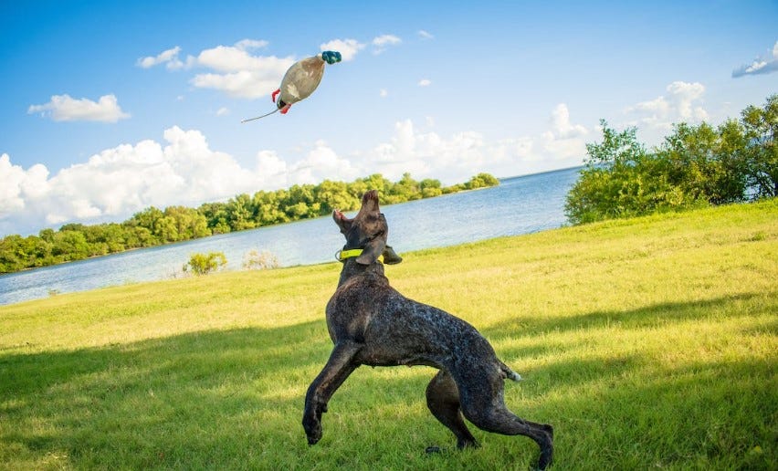 Why Waterfowl Retriever Training Dummies Are a MustHave for Any