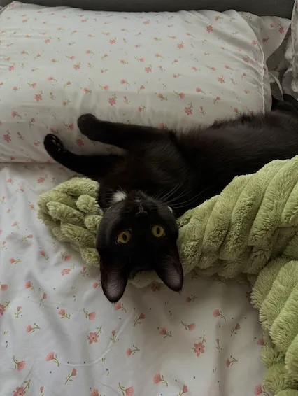Stevie Wonderwhiskers