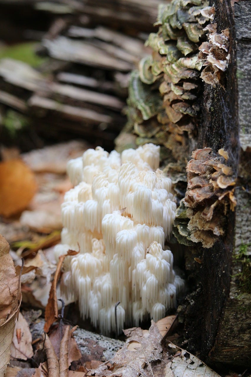 Boost Your Brain Power with Lion’s Mane Mushroom The Science behind the Benefits of Hericium