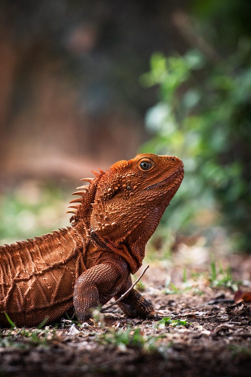 King Leo. A Dragon’s Tale of Reincarnation and Karma. Chapter 15 — Love as Medicine