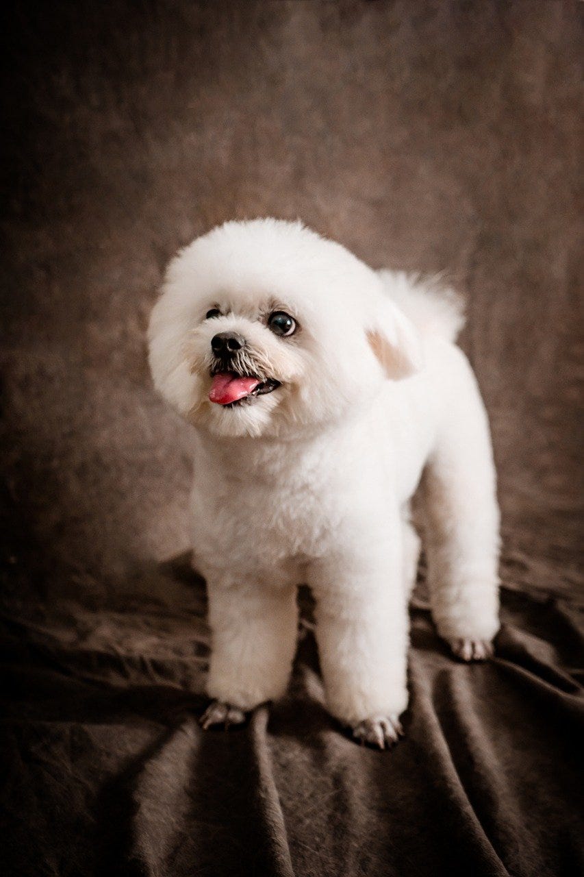 Labradoodle Why Does My Labradoodle Smell? (Answered!) by Doggie