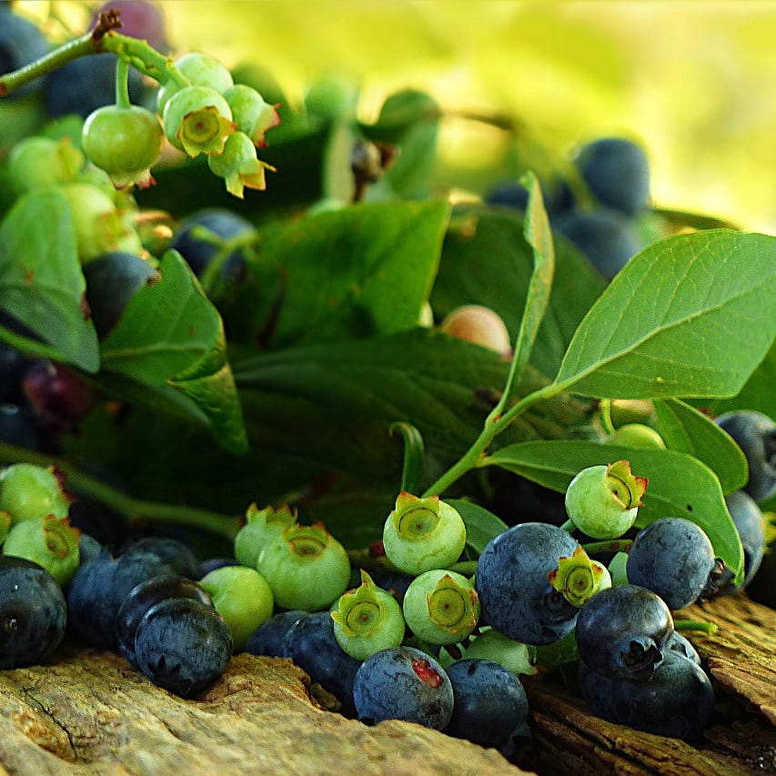 Transform your landscape with outdoor plants—buy online now! Harry
