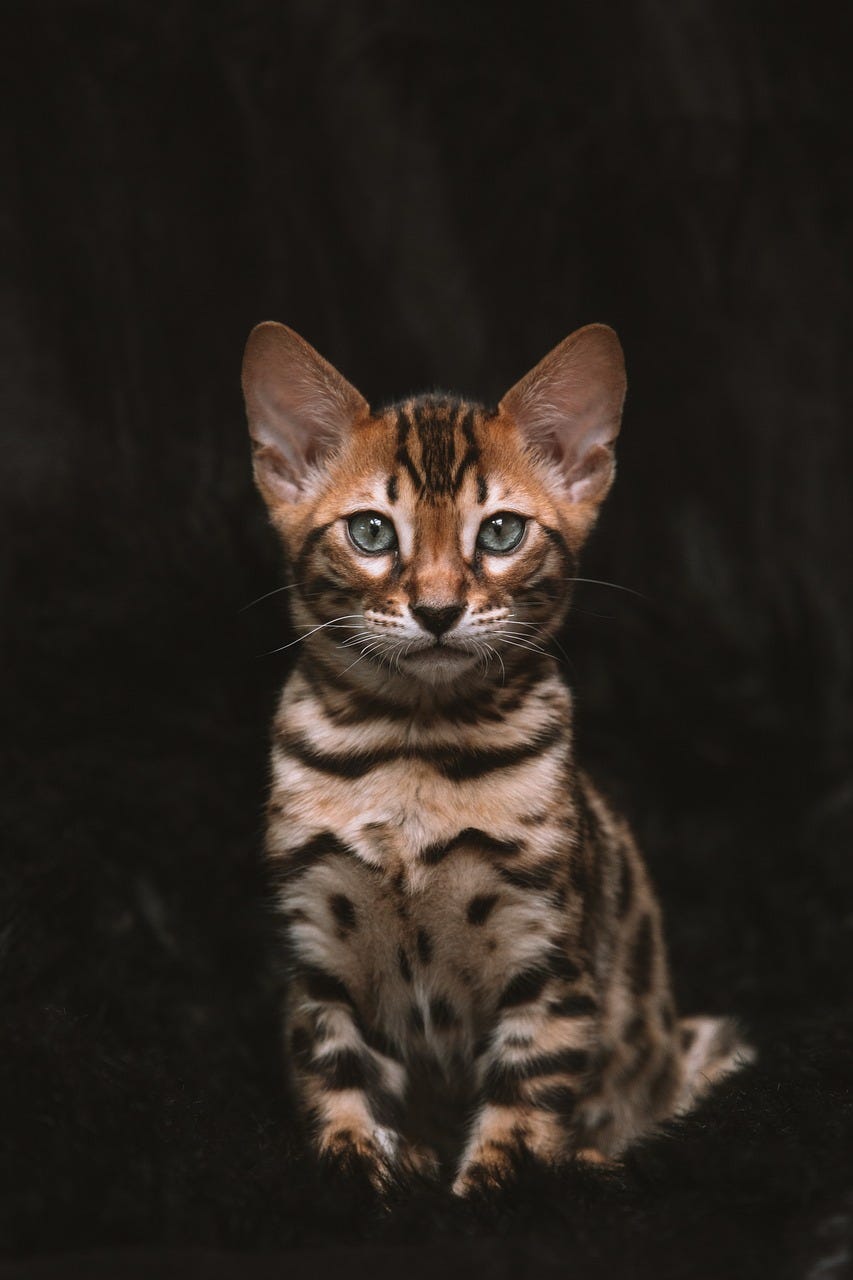 Unleash the Purr-fect Social Media Strategy: How Luxury Cats Dominate ...