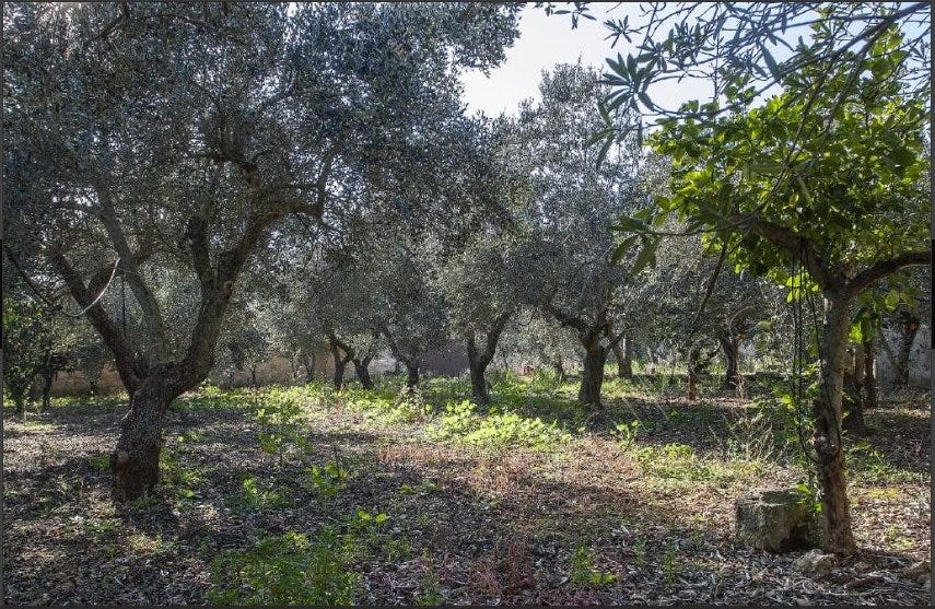Apulia Olive farmers trust — Italia #AOft