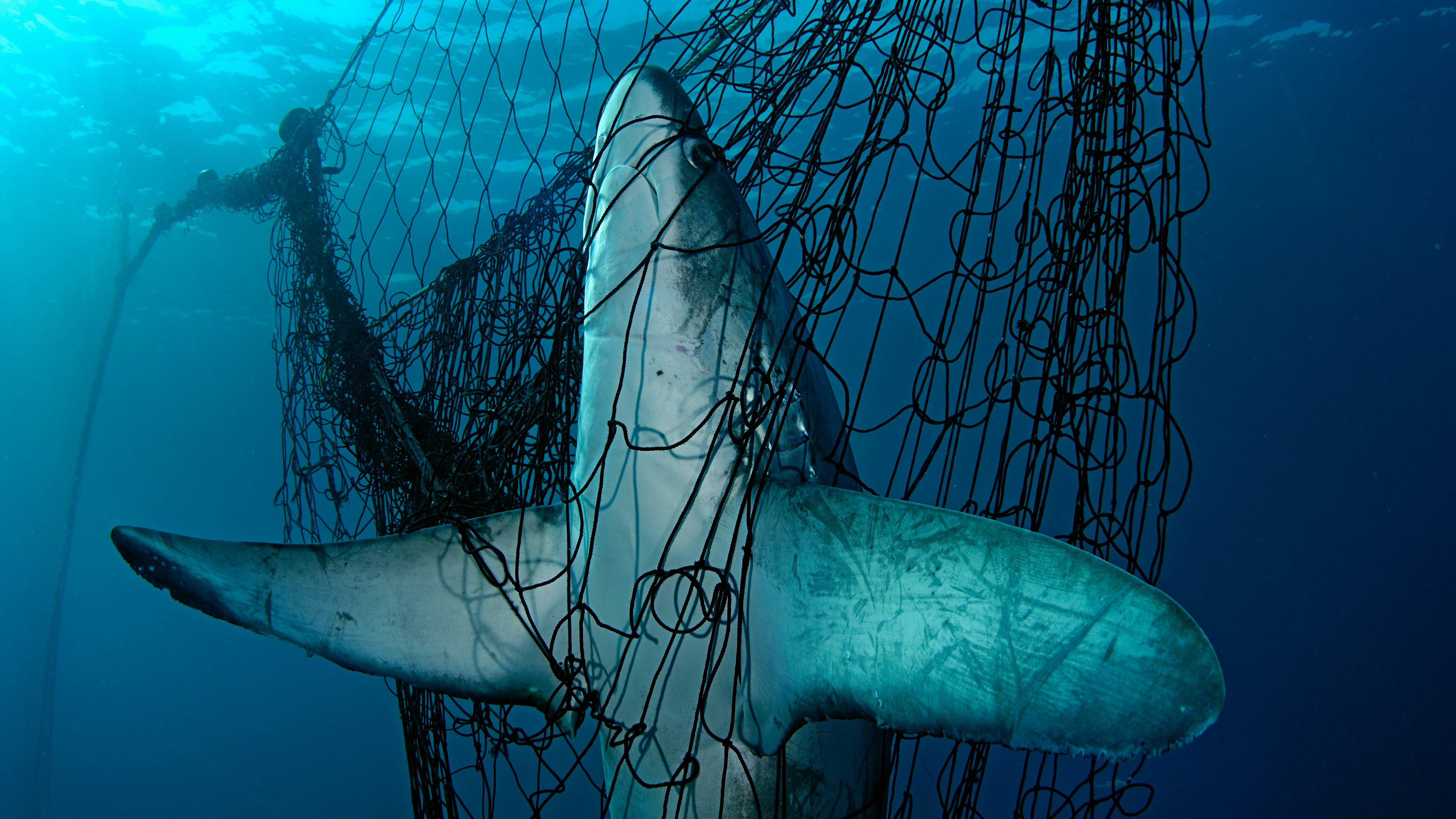 10 Endangered Shark Species You Should Know