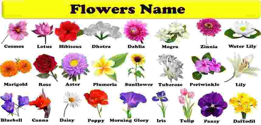 100 flowers name in english and hindi | by Grandongallego | Medium