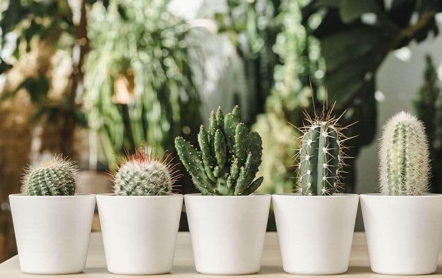 Plants to Avoid in Your Home as per vastu by Astro Era Aug, 2024