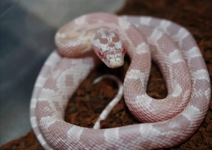 Care Guide of Coral Snow Corn Snake| 07 Facts | by Discover Creatures ...