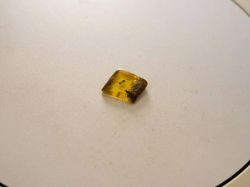 Scientists in Kaliningrad have discovered how an ancient ant found in amber died