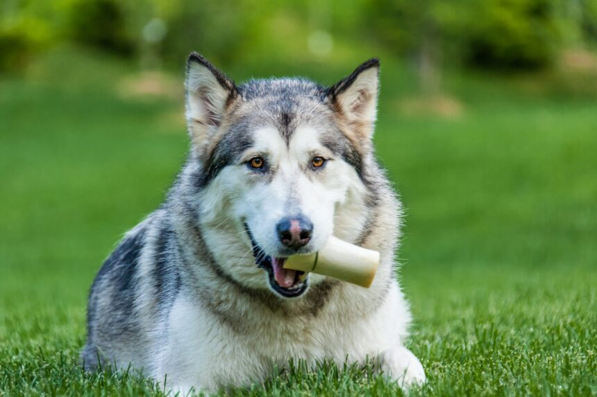 The 5 Best Dog Bones for Big Dogs Foxshout Medium