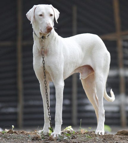 Best common indian dog breeds Top Sellers