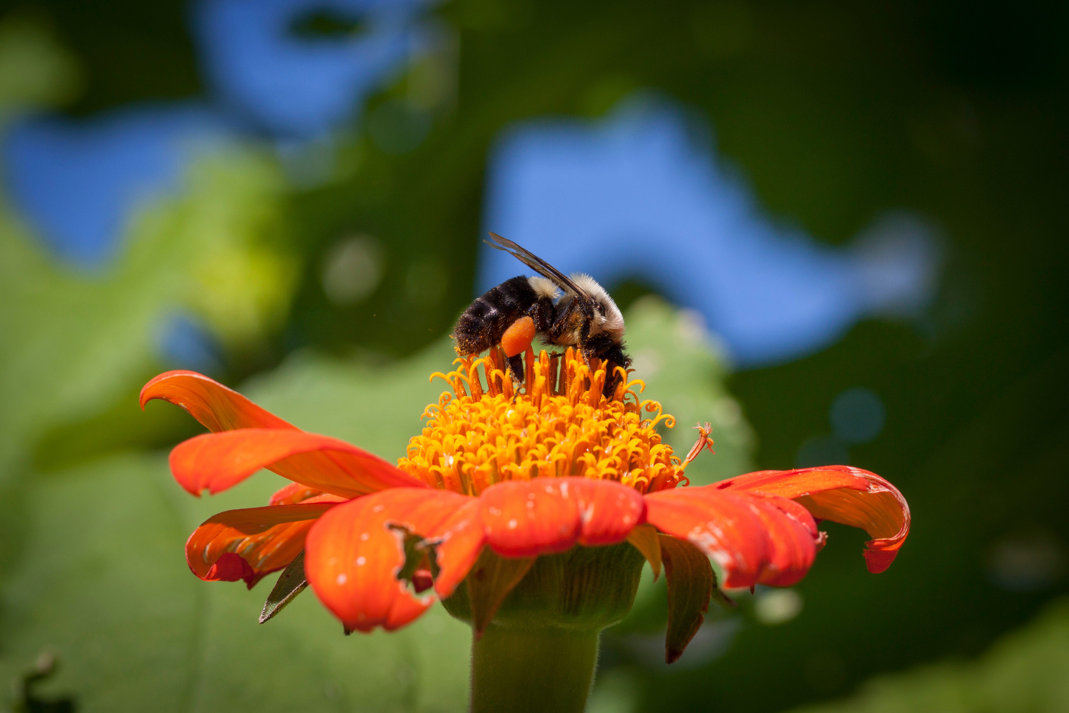 Beauteous Bumble Bees  Gifts from Handpicked Blog