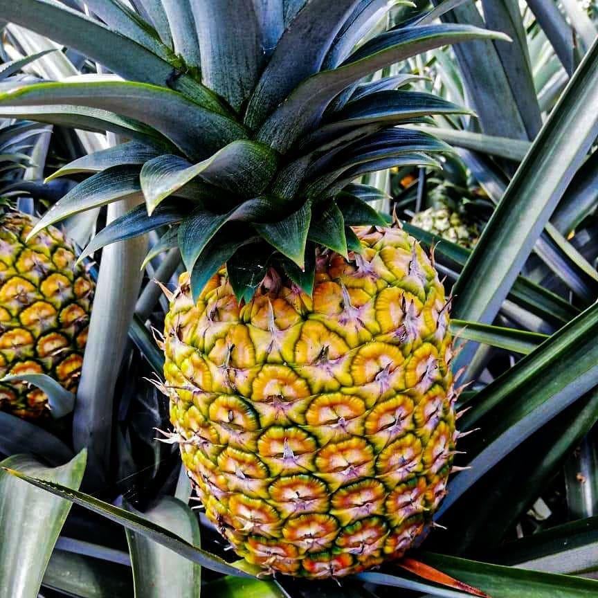Curiosidades que no conoces de la piña | by Produagro JC | Medium