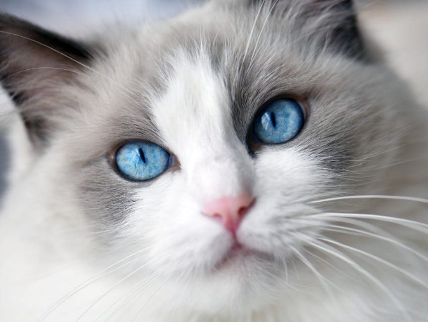The Ragdoll cat. The Ragdoll cat history is a bit fuzzy… by ewada roy