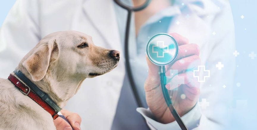 Factors that Affect the Accuracy of Veterinary Biochemical Analyzers | Seamaty