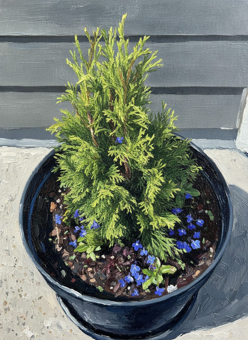 The sentry pot, with wildflower sprouts reporting for duty. Photo by author with the Google Photos oil painting effect.