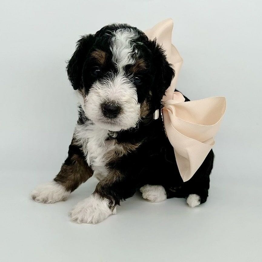 Bernedoodle For Sale Near Me Shady Oaks Puppies Medium