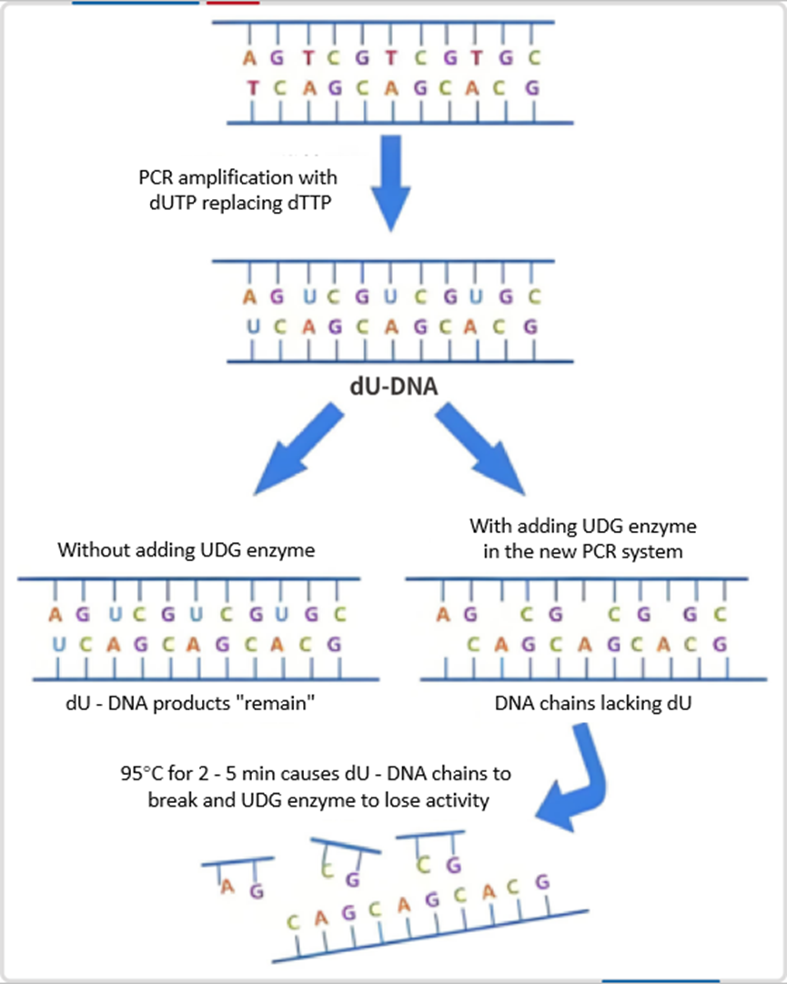 Thermolabile UDG Enzyme: Reliable PCR Contamination Control with Complete Heat Inactivation