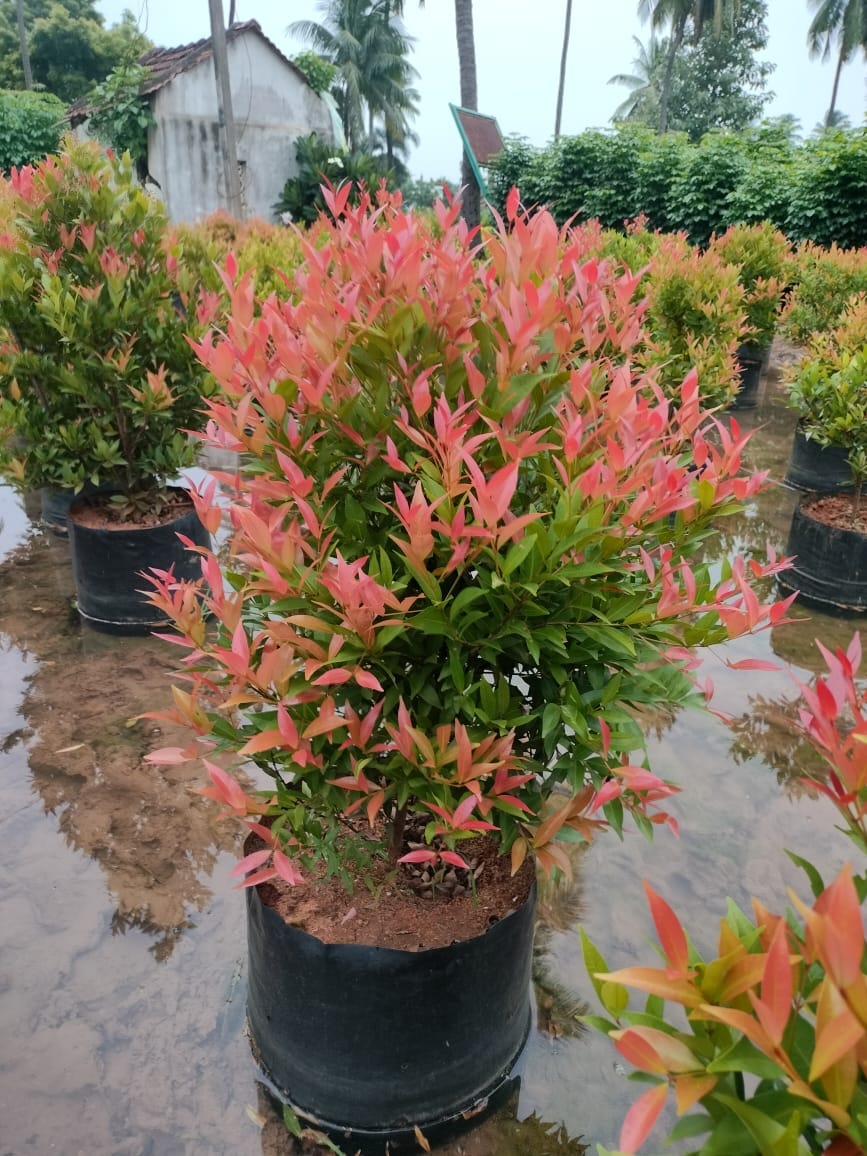 Title A Beginner's Guide to Eugenia Plant Care by Hrishikesh Sherikar Medium