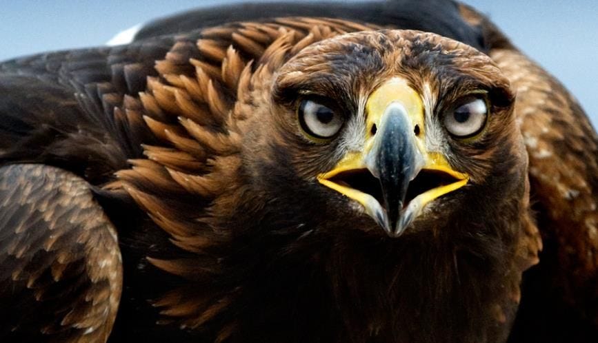 Le symbolisme des créatures dans la Bible: la face d’aigle