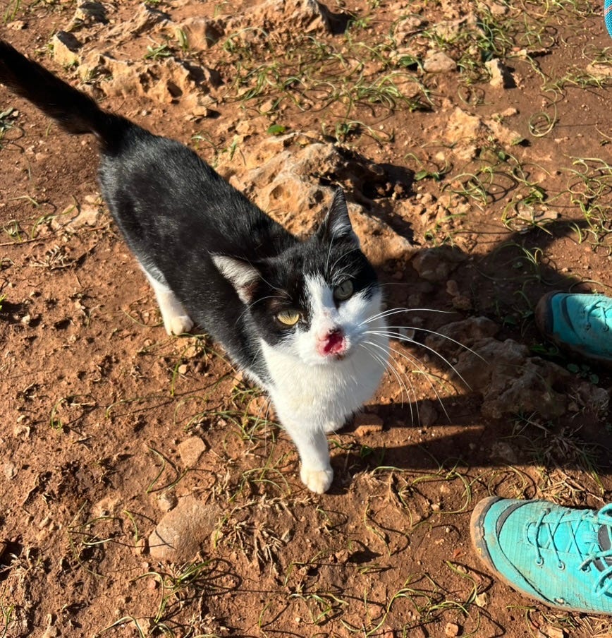 Save the stray cat with squamous cell carcinoma3